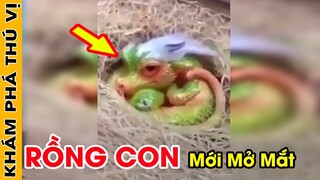🔥 Phát Hiện Rồng Con Cuộn Tròn Trốn Giữa Đống Rơm Và 7 Sinh Vật Bí Ẩn Kỳ Lạ Nhất Thế Giới | KPTV