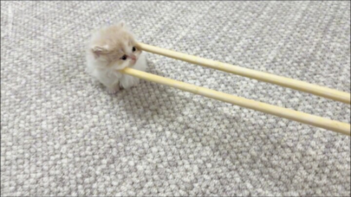 ‘🐱 น้องแมวแบ่งกันกินคนละคำ’