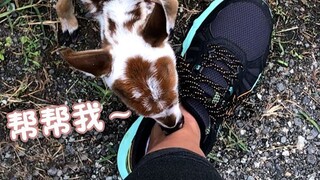 Rusa kecil yang secara aktif meminta bantuan kepada manusia, semoga tumbuh sehat ya~