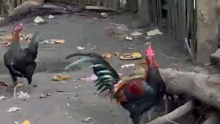 soonbroodstag
