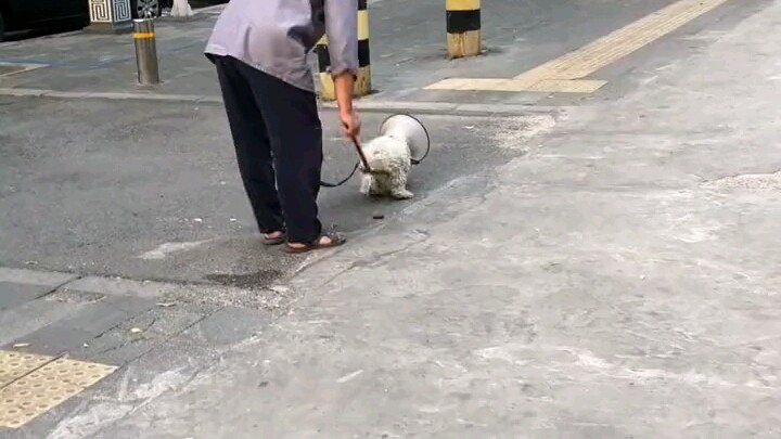 Người đàn ông dắt chó đi dạo trên phố, chú chó vừa kéo chủ vừa tự dọn phân; cư dân mạng bình luận: “