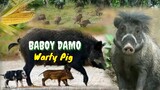 BABOY DAMO | WARTY PIG | Tenrou21