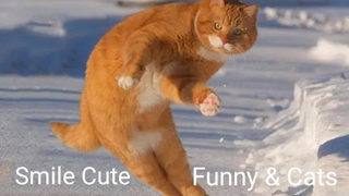 Funny & Cats - รวมน้องแมวน่ารัก 25