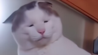 Video Hewan Lucu yang Kutonton Berkali-Kali!