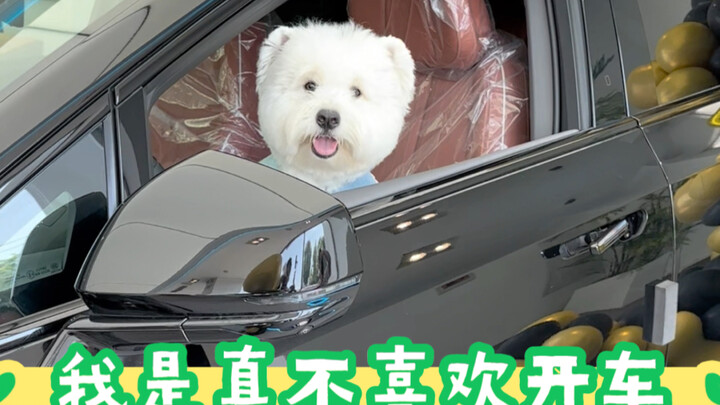 I actually bought a car just for a dog!