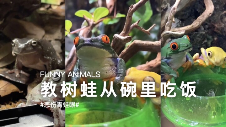 The previous ones were all pretty smart—until a tree frog struck a "sad froggy look"!