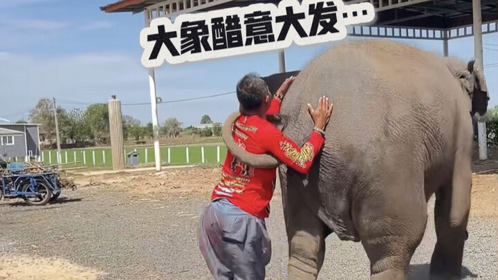Elephants are extremely strict with the humans they love—they won’t allow them to love anyone else.