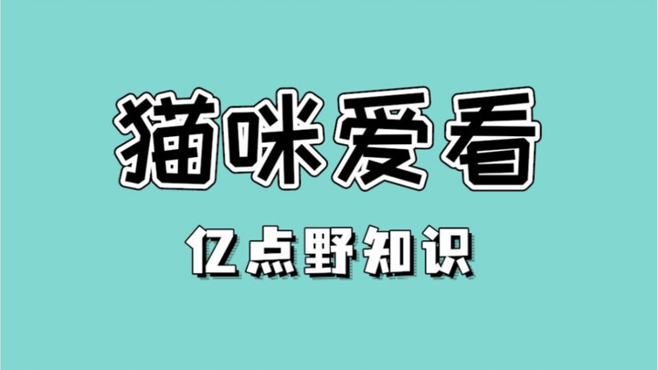 Thực ra mèo nhà bạn rất thích xem đánh bài, lần sau nhớ đóng cửa nhé!