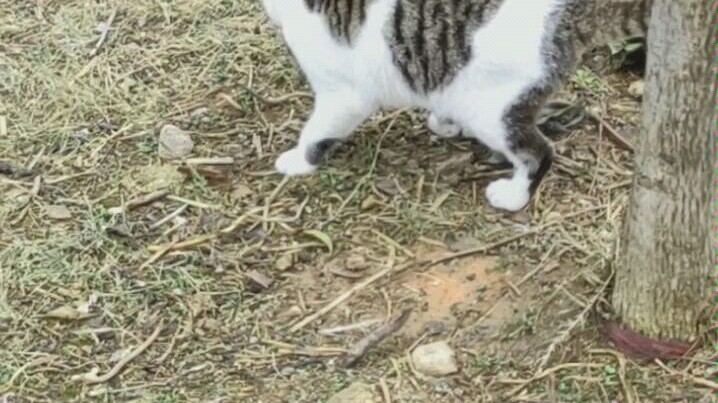 ลูกแมวโตขนาดนี้แล้ว!