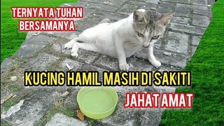 Kucing Hamil Jalanan Ini Hampir Mati Gara-Gara Di Kalungin Karet Tapi Endingnya Malah Menakjubkan..!