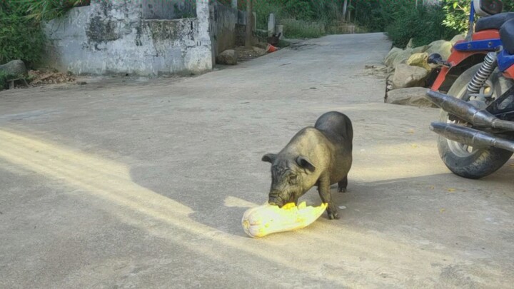 Mấy ngày không gặp, lợn con đã mập lên rồi.