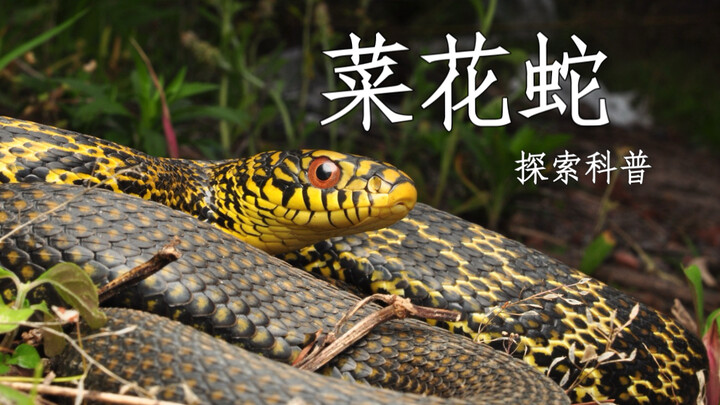 Late-night exploration in the deep mountains: helping a highly venomous five-step snake get rid of p