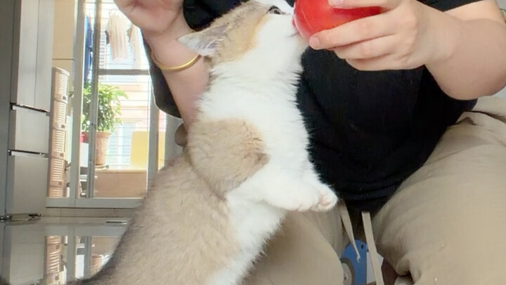 Mungkin setelah kucing kecil sedikit lebih besar, ia akan menjadi pemilih makanan