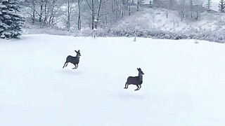 那日我们一同看雪，我从未看雪，你从未看我。