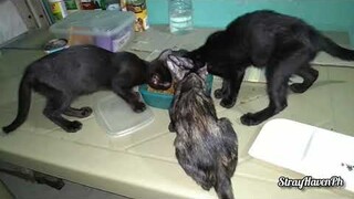 Kittens dont realy like canned food + Stanley more friendly&talkative + tiny kitten cuteness