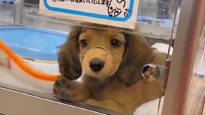 "I'm so tired; let me take a look at some cute puppies."