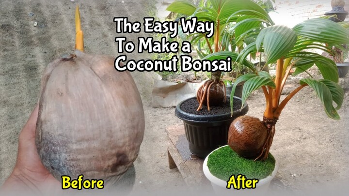 Membuat Bonsai Kelapa Dari Awal Hingga 7 Bulan