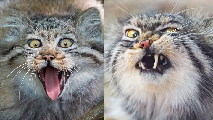 هل تريد أن تموت؟ أنا عنيف جدًا!