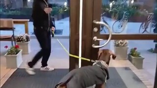 杜宾犬不理解，怎么有人不开门就出去了呢？！