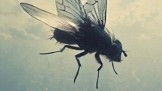 fly