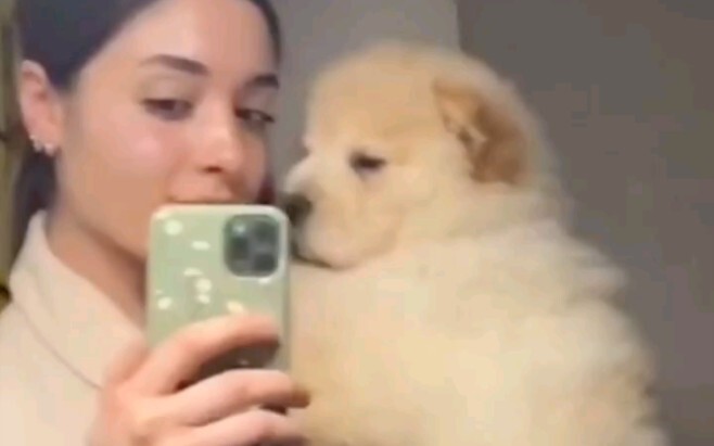 สุนัขพันธุ์ซ่งไส่: ตอนเด็กเหมือนลูกชิ้นกลม โตขึ้นกลายเป็นสิงโต!