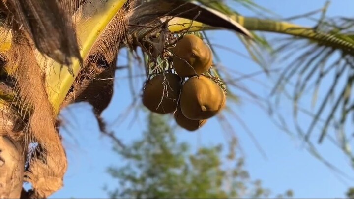 Coconut and Banana Trees Side by Side
