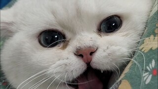 Cat suddenly can't urinate? You will understand after reading this