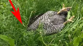 A Chicken without Dreams Found in the Grass