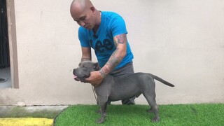 Paano magtraining ng American Bully | Table Stack | Up and Down Movement and Side Gait
