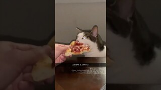 Funny Pets | 2024😂 Funny Dogs And Funny Cats Videos 🐱 🐕 😄 #65