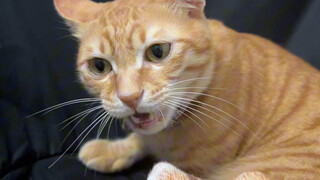 Ketika kucing menggigitku, tiba-tiba ia mengeluarkan cakar kucingnya