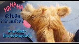 พาสุนัขไปฉีดป้องกันพิษสุนัขบ้า/ออกจากบ้านคึกยังไม่โดนฉีดก็ร้องแล้วค่ะ