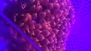 buble anemone
