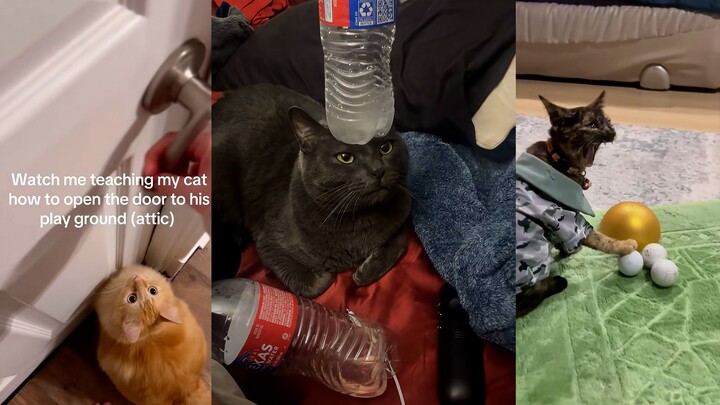 There’s a smart cat—pretty easy to take care of!