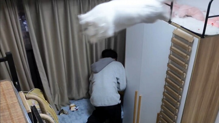 Why does the little kitten need to climb onto the bed? It just takes off!