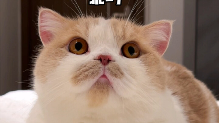 Can you guys help me keep an eye on the cat? I'll be back soon. Thank you!