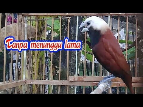 pancingan emprit kaji agar emprit kaji bahan bisa gacor.