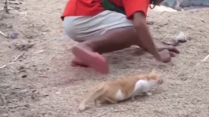 adu skill#zaintemanime #reaction #reactionvideo #lucu #videolucu #fyp  #wongjowo #jowo #kucing