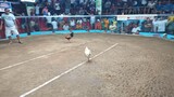 3stag/cock derby march 21,2024 @catanduanes