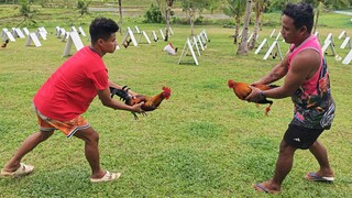 Gilmore Hatch vs Perfection Roundhead🐓