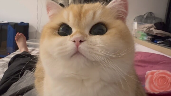 A thoughtful little kitten