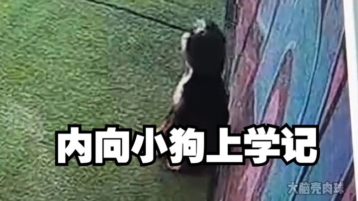 Anjing pemalu pergi ke tempat penitipan anjing untuk “bersekolah”, begini jadinya: