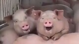 Memang layak disebut babi, masih tertawa senang saat mau memasuki rumah jagal