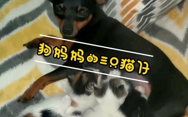 Chó mẹ nhận nuôi ba chú mèo con