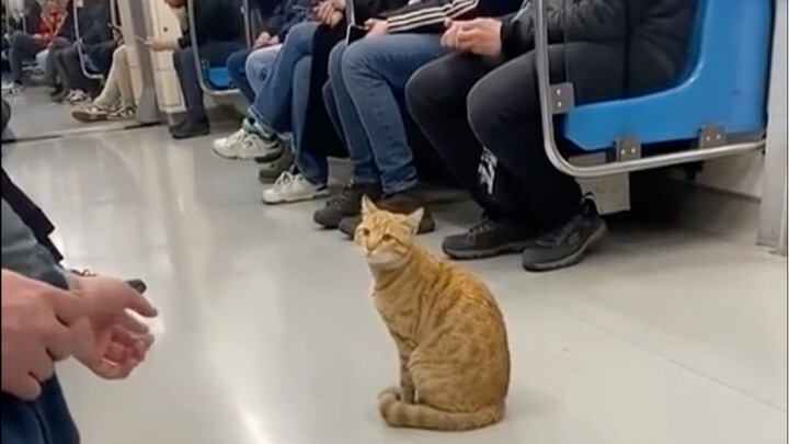 🐈：有人要摸我吗？还有吗？没有我就下地铁了喔！