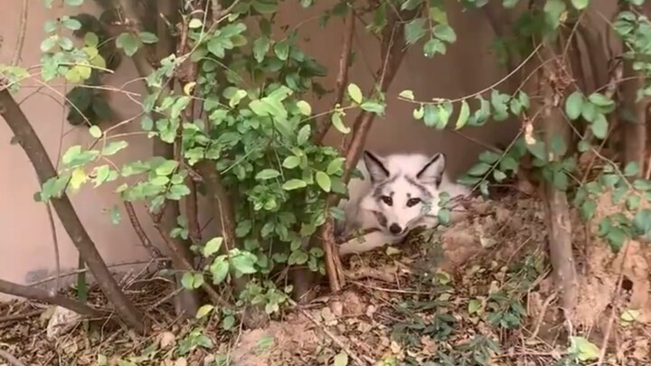Xiao Huang: Mom, she’s such a damn fox spirit! 🦊