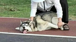 التقى بمدربة غامضة في الحديقة تروّض ذئبًا بريًا 🤔 يبدو أنه مر بقتال عنيف ههههههههه، لا أستطيع التوقف