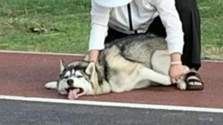 التقى بمدربة غامضة في الحديقة تروّض ذئبًا بريًا 🤔 يبدو أنه مر بقتال عنيف ههههههههه، لا أستطيع التوقف