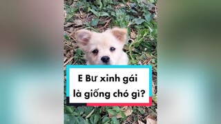 Bư xinh ko ạ? cunyeucuadua chó chócon chókhôn chócute xuhuong fyp reviewchó