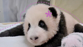 Keadaan bayi panda sekarang setelah dibalas oleh BLACKPINK. 